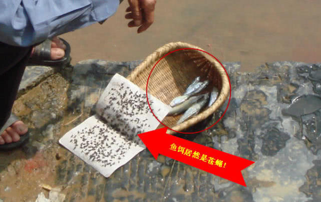 马口鱼用什么钓最好,钓友们钓过最大的翘嘴