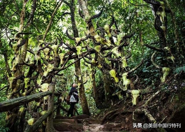 阿佤人民唱新歌是唱的佤族吗,阿佤人民唱新歌的佤族是佤邦吗