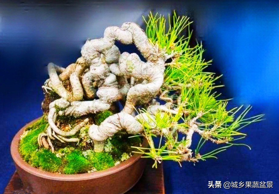 小黑松盆景的造型,黑松盆景各种造型名称及图片