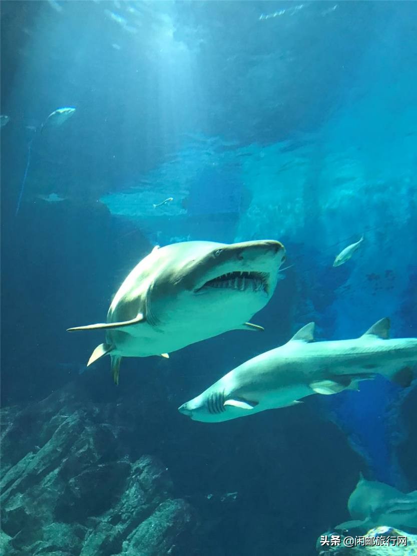 海洋量子号长崎福冈游记,海洋量子号长崎旅游攻略