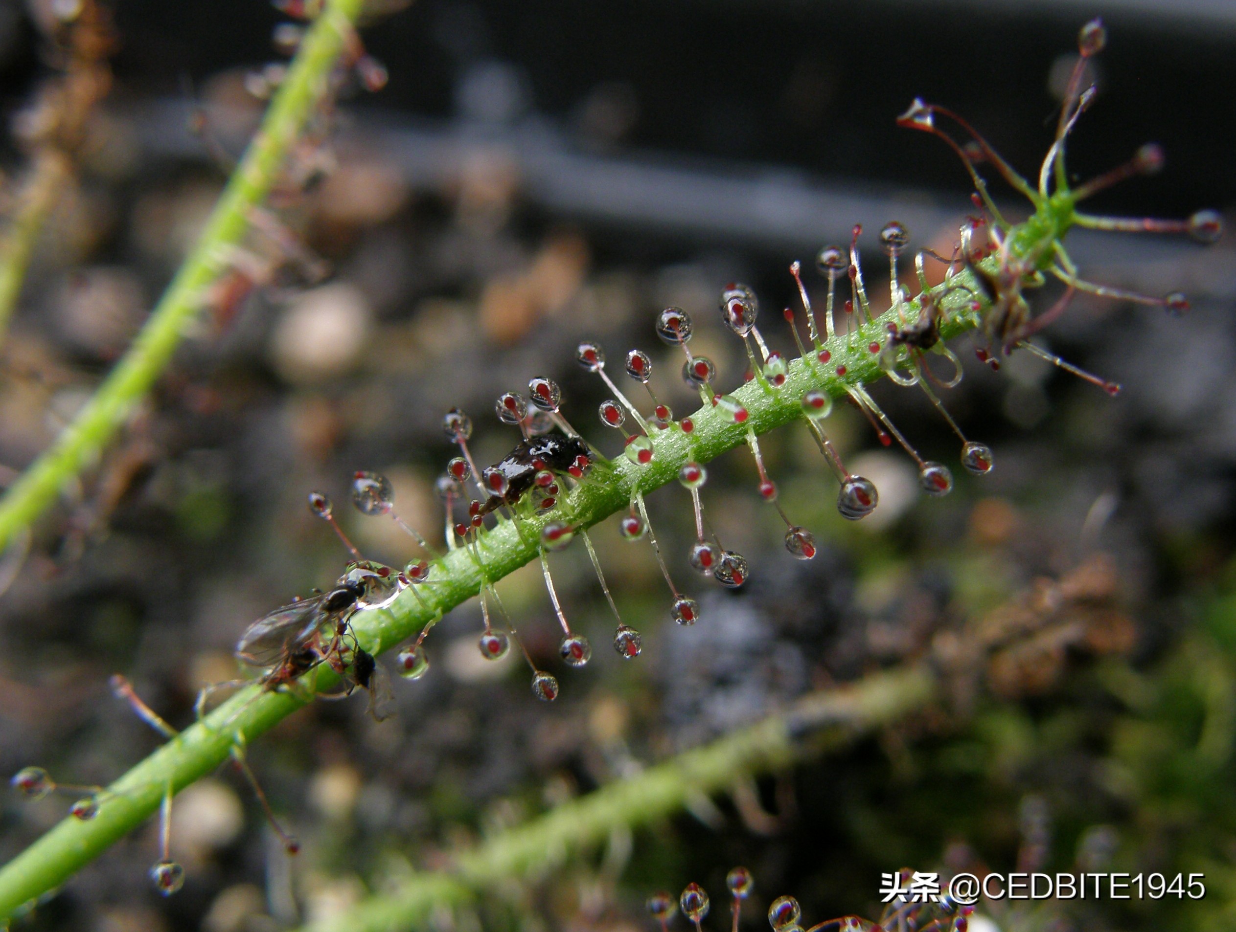 捕虫效率最高的食虫植物——茅膏菜种植攻略