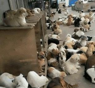 不办狗证狗被抓,不办狗证的狗被抓走会怎样