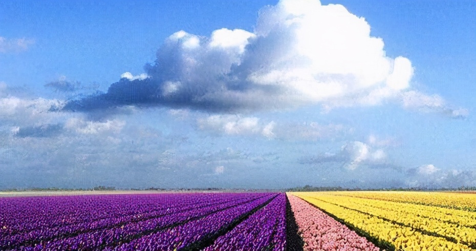 为什么中国叫“荷兰豆”，荷兰却叫“中国豆”，到底是谁叫错了