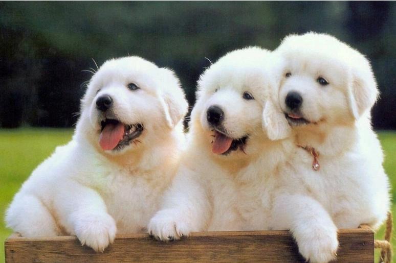 狗狗大白熊犬分多少类,狗狗品种大全比熊