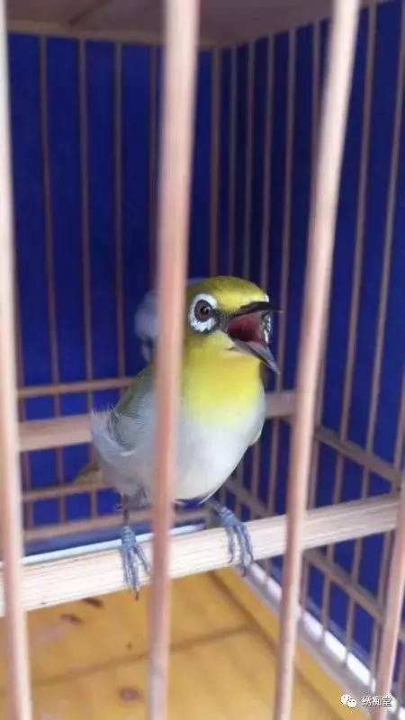 绣眼换毛期如何管理,红肋绣眼换毛从哪里开始的