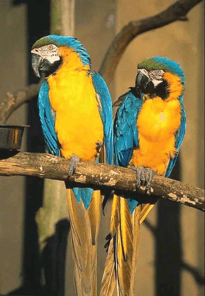 大自然山水花鸟大全,回归自然山水花鸟