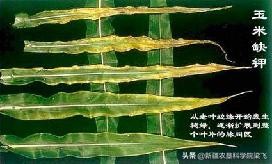 玉米缺磷的症状及治疗方法,玉米苗期缺磷和其他缺素症的区别