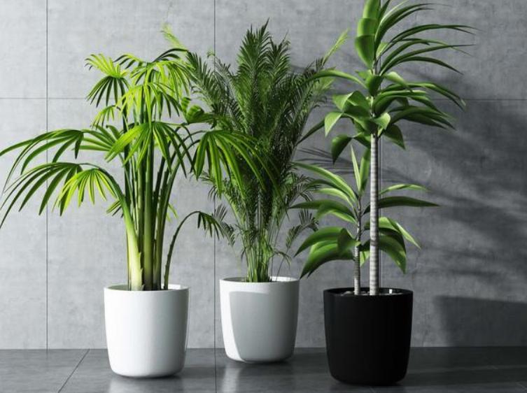 花草突然萎蔫后如何养护,花草黄叶枯萎怎么办