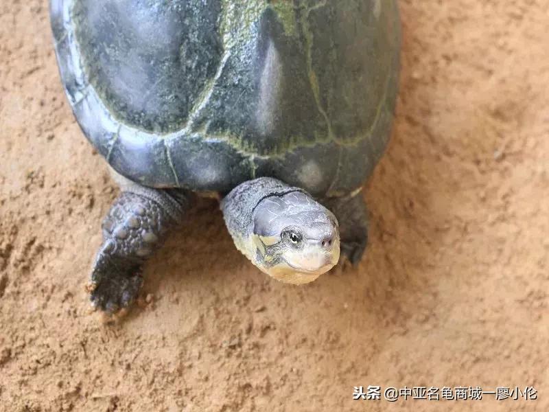 中国养殖市场,中国养殖的发展及现状