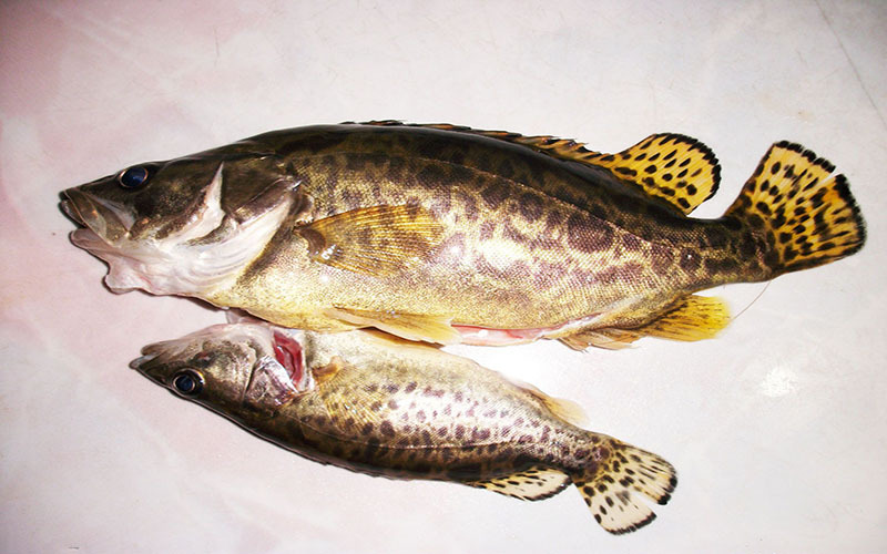 最干净的十种食用鱼,常见的可食用干净的鱼有哪些