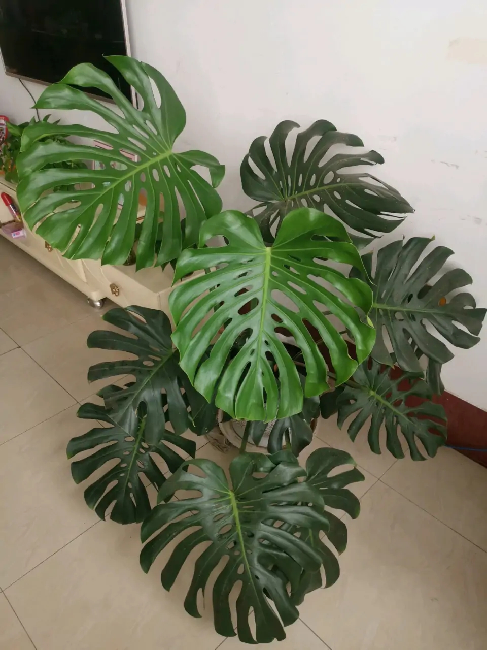 好养的盆栽花卉排名前十,盆栽花比较好养的有哪些