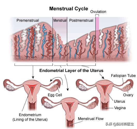 卵巢为什么会早衰,卵巢早衰也会导致闭经吗