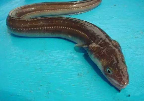 中国海鲜河鲜,市场河鲜海鲜种类大全