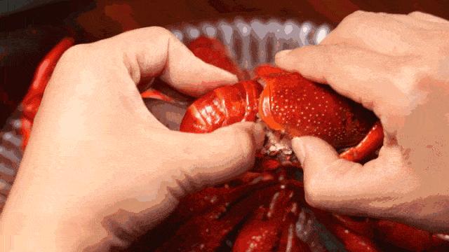 这个小镇小龙虾泛滥成灾，荷兰人不敢出门，我十三香都备好了....