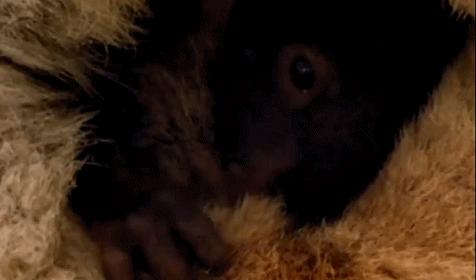 兔兔那么可爱为什么要吃它,兔兔这么可爱为什么要吃它