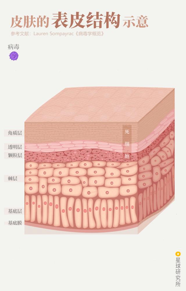 感染病毒后的168小时,你的体内都发生了什么?