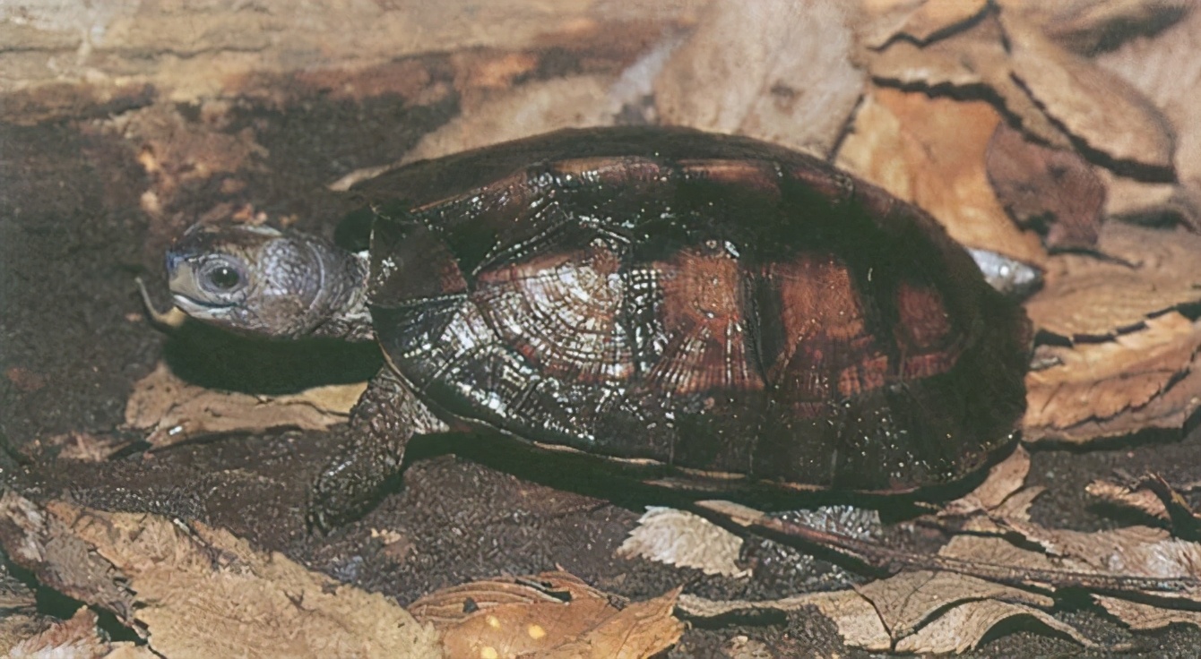 龟类纪录片,龟类图片