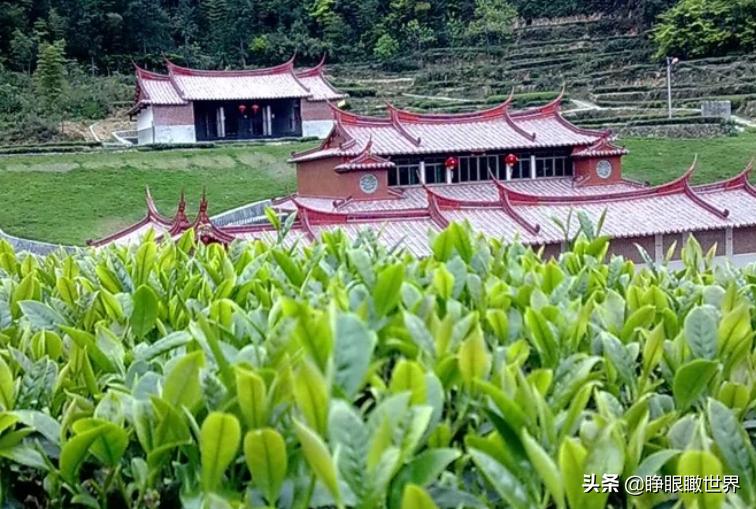 福建十大名茶排行榜,福建名茶排行榜前十名