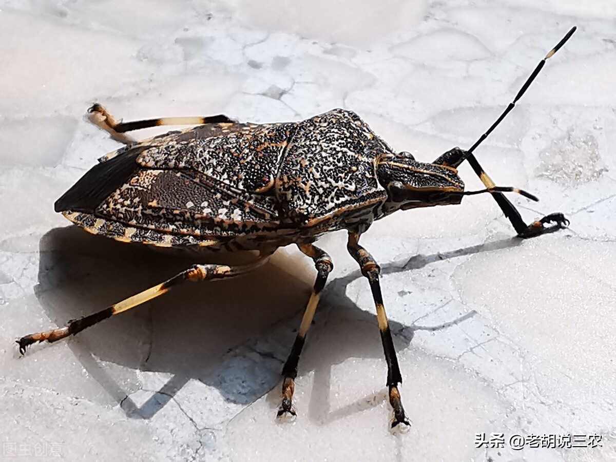 会放臭的虫有哪些,会放臭屁的动物