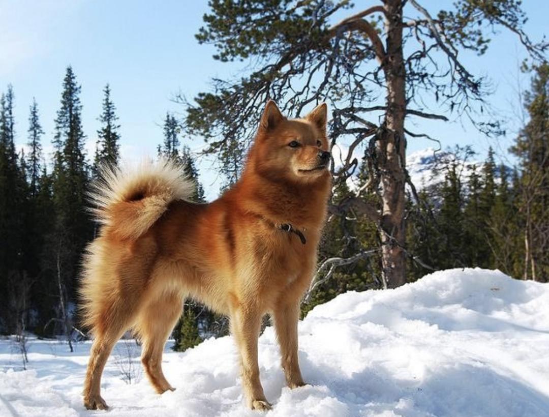 萌犬犬种,惹人喜爱的萌犬