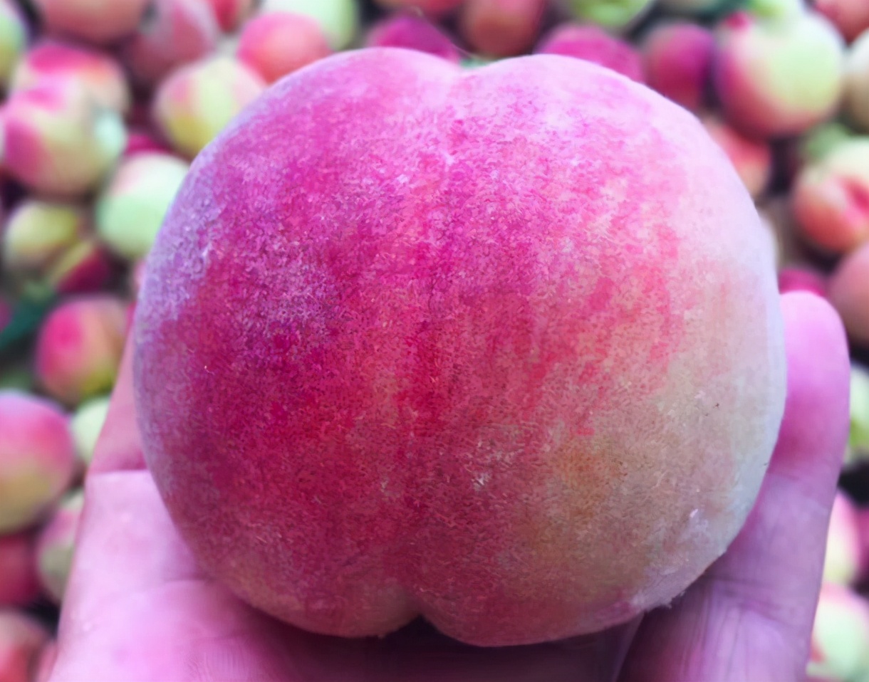 桃子的挑选方法和注意事项,桃子怎么挑选果甜