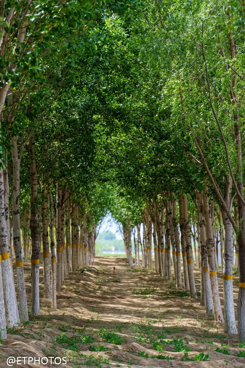 腾龙70-2002.8镜头最新款,腾龙70-180mmf2.8微距实拍如何使用