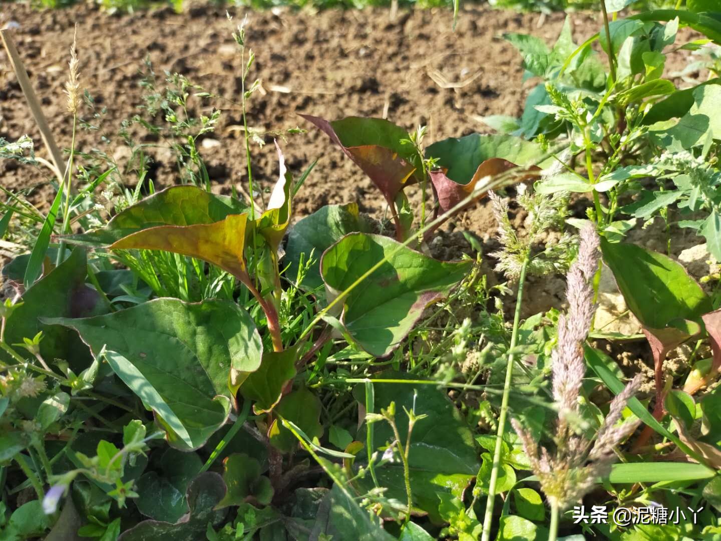 兄台请留步，南方农村里的菜你认识几种，进来说一说