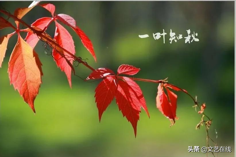 中国诗词大会描写秋天的诗句,诗词秋天朗诵大气