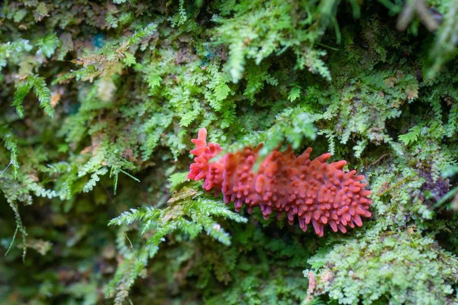 生态缸老死鱼怎么回事,生态缸老是死鱼是什么原因