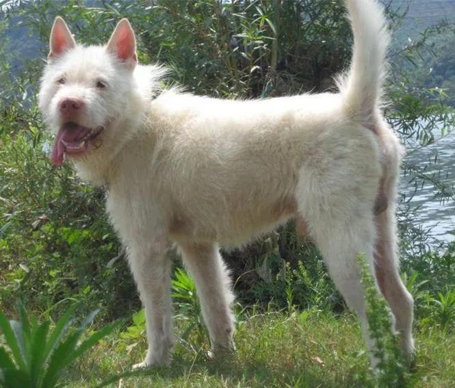 中华田园犬12个品种图哪个好,中华田园犬12个品种都是哪些