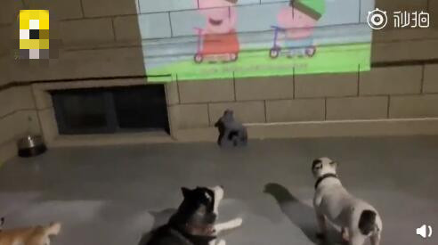 最壕狗窝！主人花3万5为爱宠造了个别墅，泳池和阳光房全都有