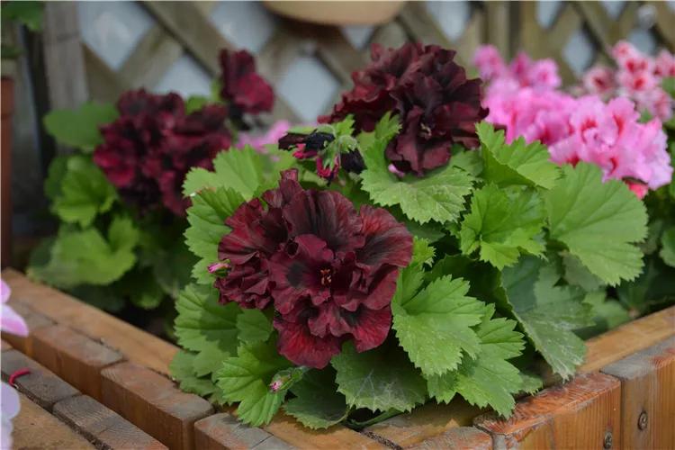 10种天竺葵,天竺葵100种图片大全