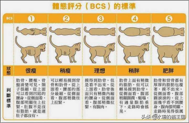 成年猫为什么会吃撑,40天的猫吃太多怎么办