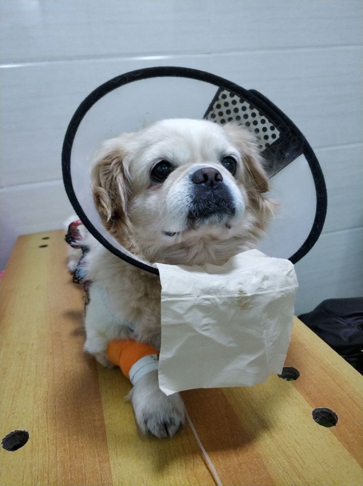 公猫膀胱结石手术,公犬尿道结石手术