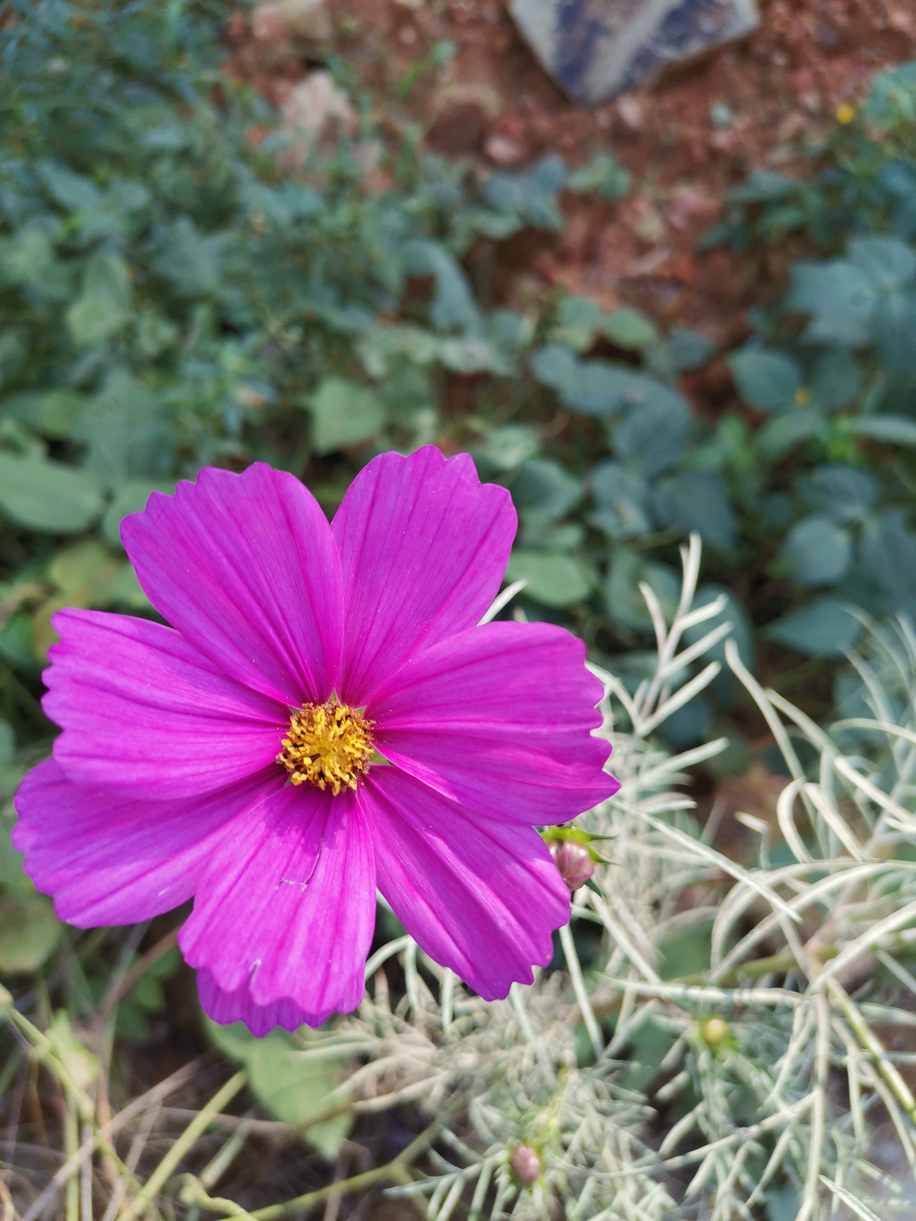 小鲜肉还有什么叫法,小鲜肉出场孟非对他称呼太特别