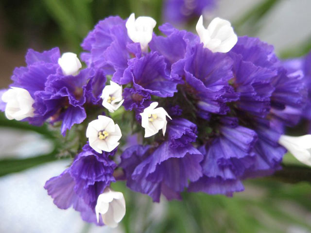 植美施植物营养,七夕种什么花好看又好养