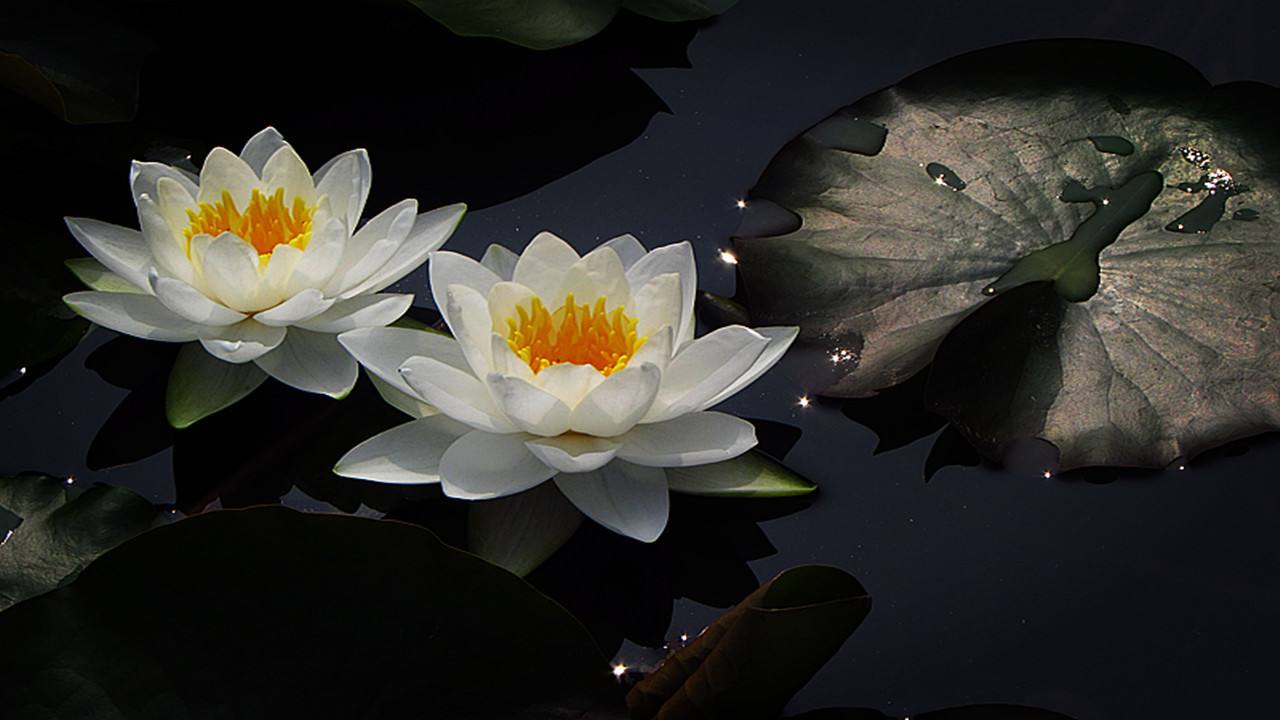 特别好养的睡莲开花非常惊艳,睡莲开花非常漂亮而且很好养