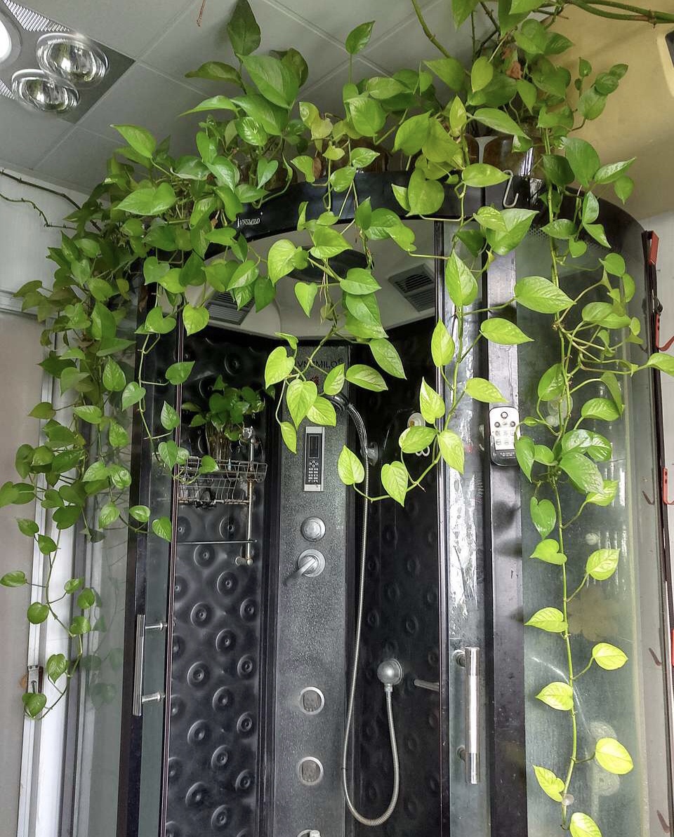 卫生间香花草,卫生间除臭植物花