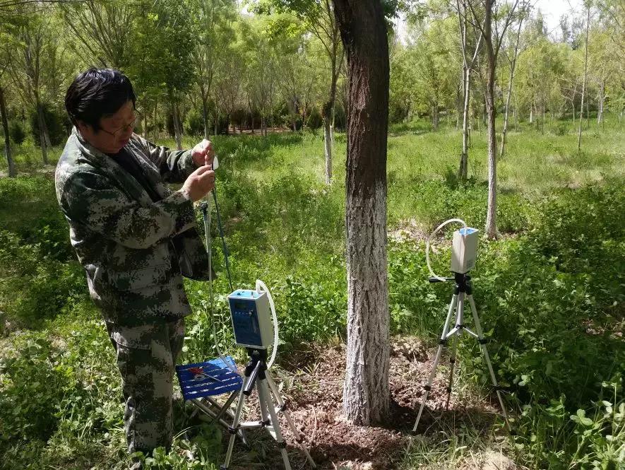 红颈天牛生活习性及防治方法,天牛的习性和天敌