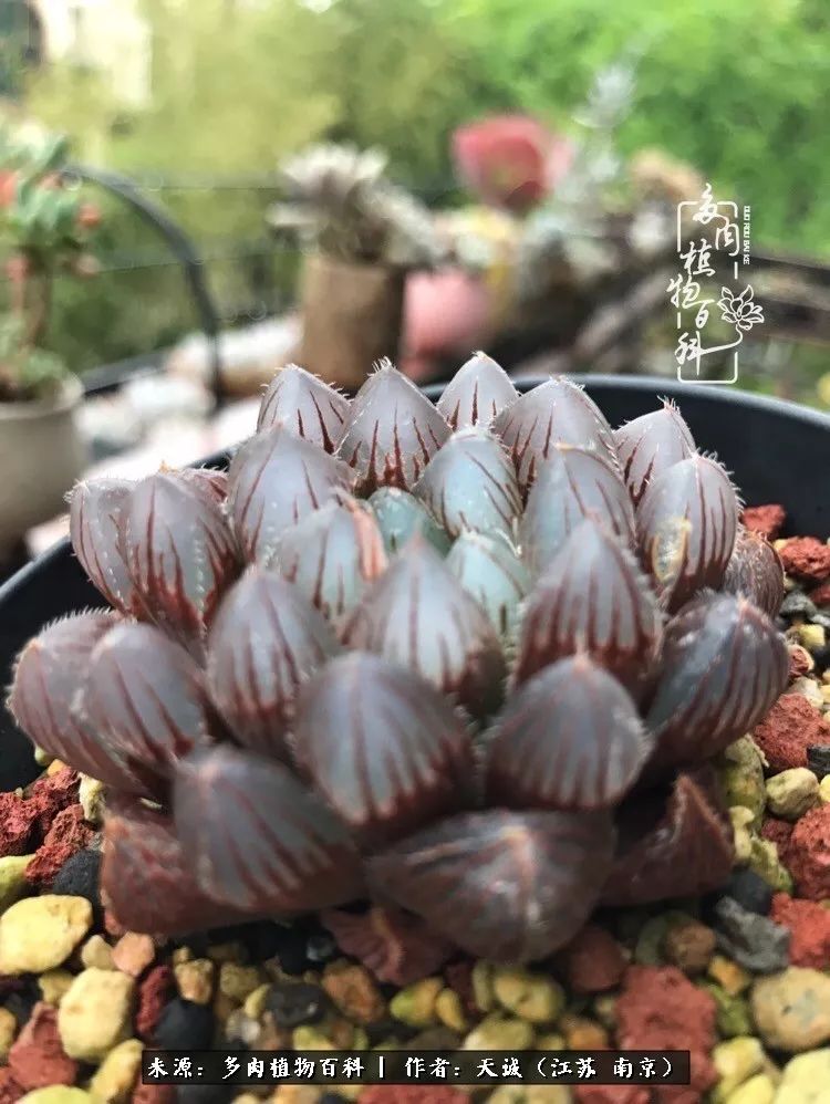 鍙拱瀵圭殑涓嶄拱璐电殑灏忔牱,鍙拱瀵圭殑涓嶄拱璐电殑鍥剧墖灞曠ず