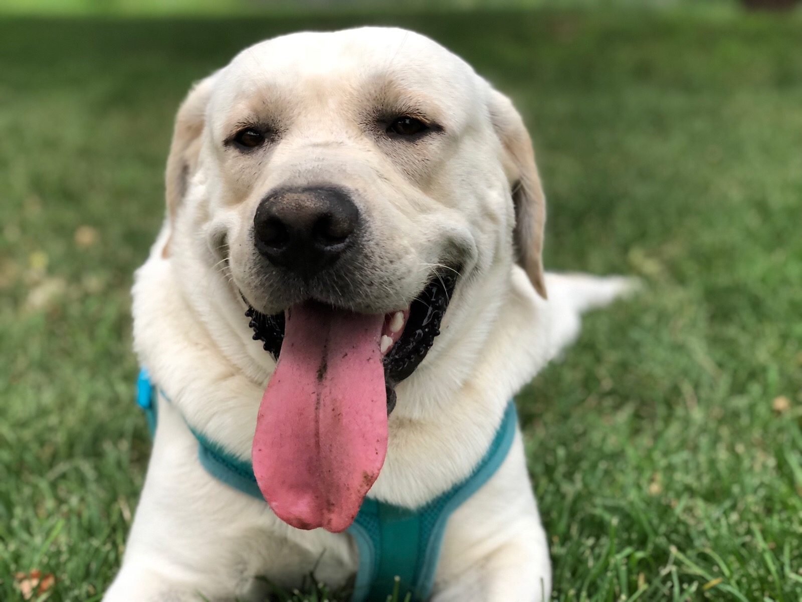 什么狗既便宜又好养适合新手养狗,新手养狗什么狗最忠诚