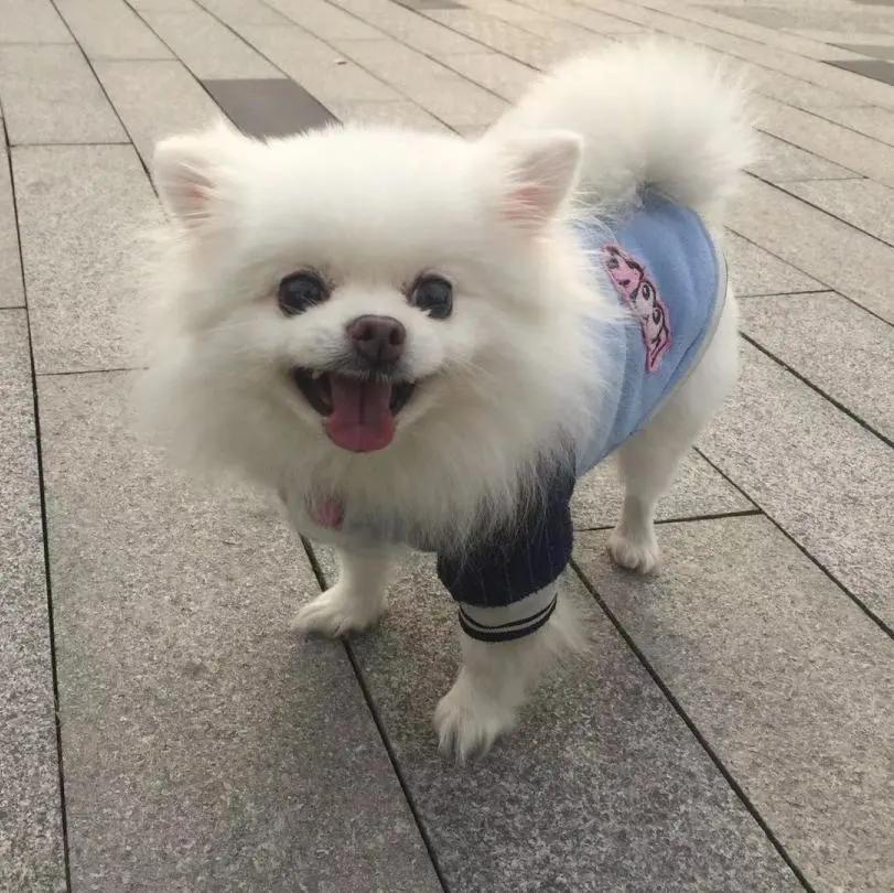 男生猛犬穿女装,男生细狗穿女装