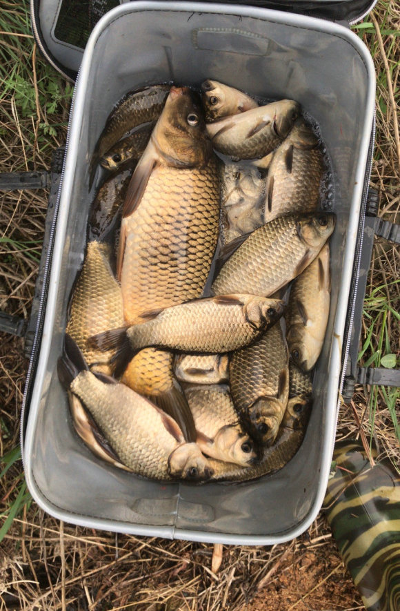 一男子钓鱼被一大妈买下放生,沈阳男子在棋盘山水库钓到大鱼