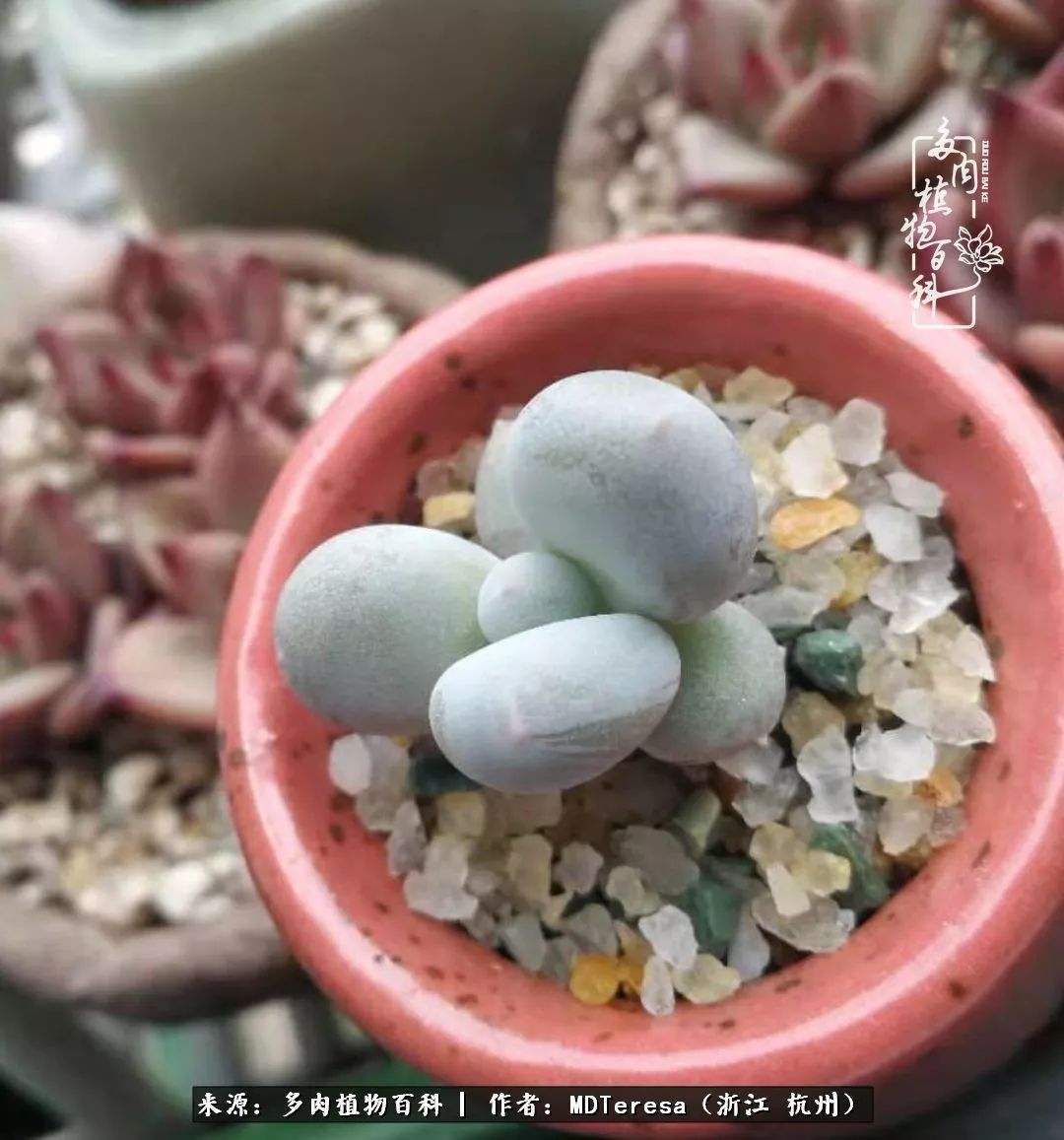 养好能养好的才是王道！期待多肉们的华丽转身