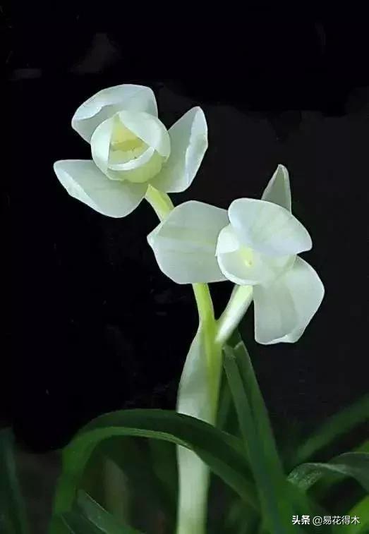 兰花春兰四大名品,兰花十大名品是哪些