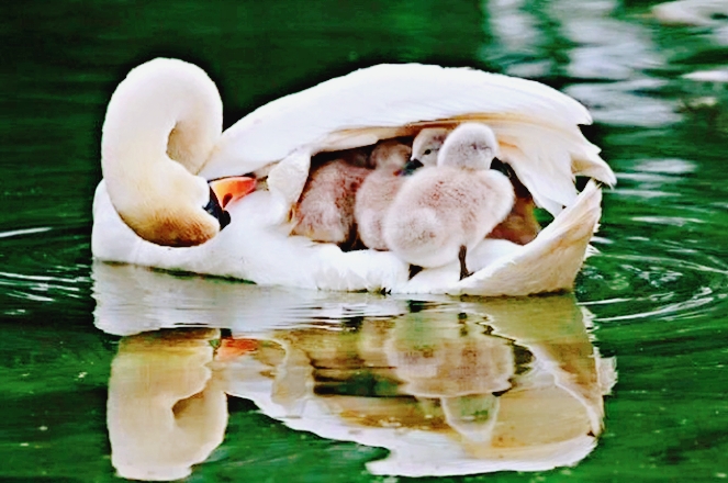 母亲节愿天下所有母亲快乐健康,母亲节愿天下所有的母亲幸福安康