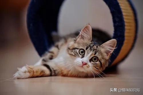 猫咪乱尿是泌尿系统出问题了吗,猫咪从不乱尿突然乱拉咋回事