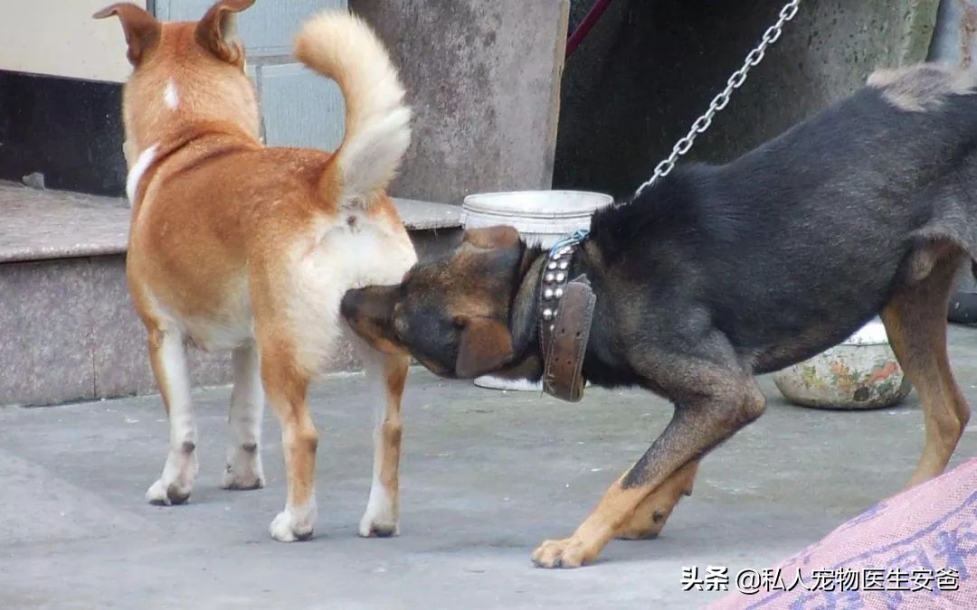 如何解决公犬发情,母宠物犬发情怎么缓解