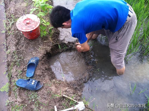 农村黄鳝为何越来越少了,农村黄鳝为什么越来越少了