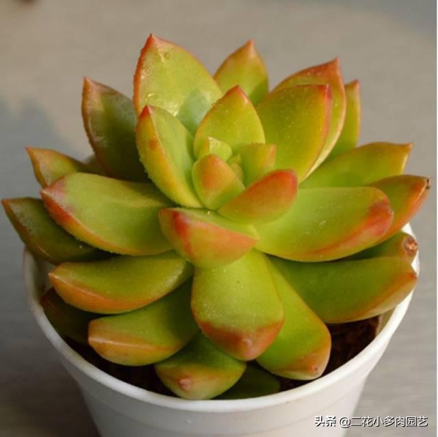 365种·常见花卉图谱，观果和多肉植物收藏篇